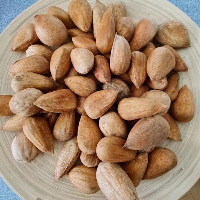 Bunya Nut Pine (Araucaria bidwillii) - Ladybird Nursery