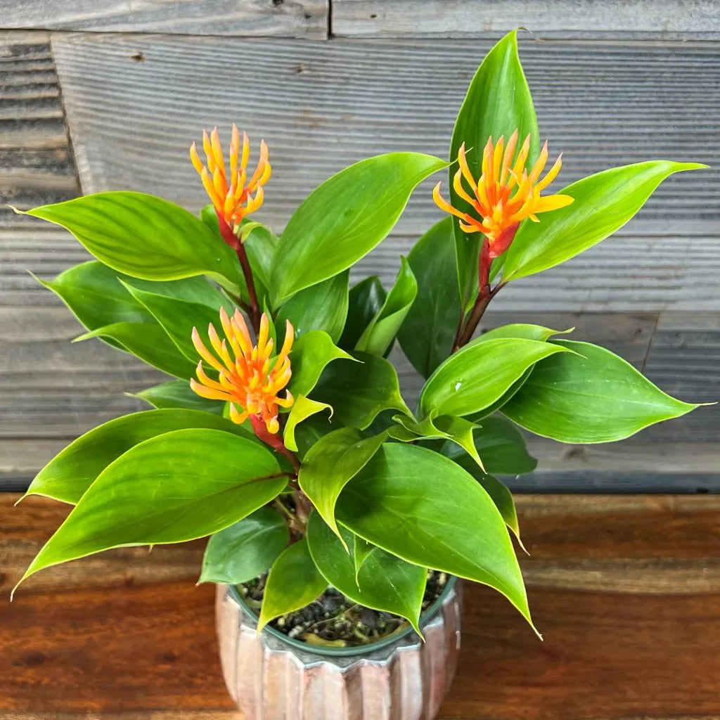 Dwarf Yellow Ginger (Alpinia spp.)