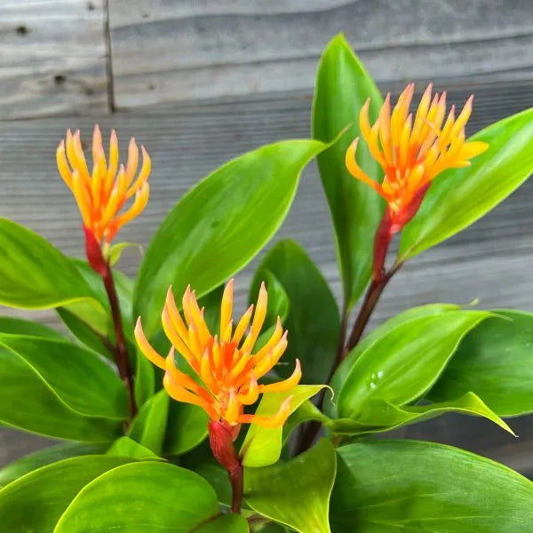 Dwarf Yellow Ginger (Alpinia spp.)