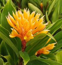 Dwarf Yellow Ginger (Alpinia spp.)