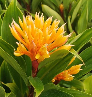 Dwarf Yellow Ginger (Alpinia spp.)