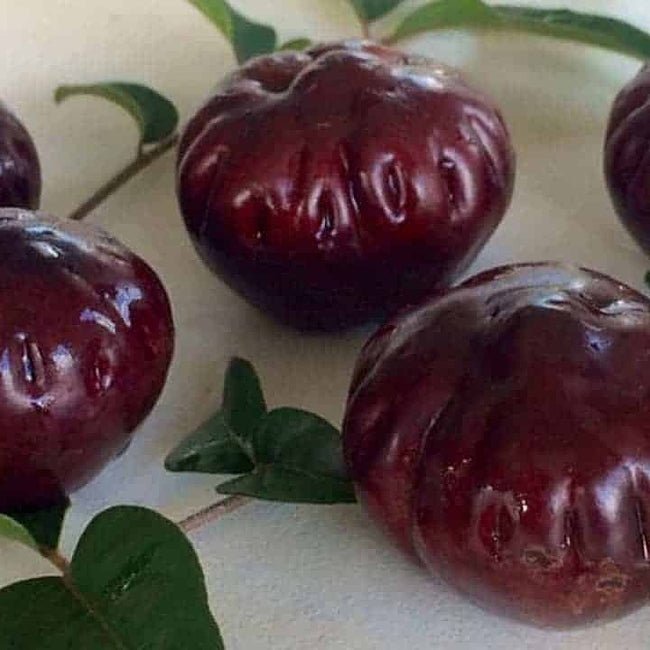 Burdekin Plum Advanced 250mm pot PICKUP ONLY - Ladybird Nursery