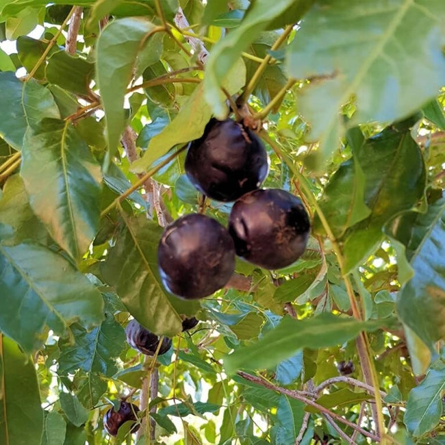 Burdekin Plum