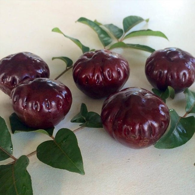 Burdekin Plum Advanced 250mm pot PICKUP ONLY - Ladybird Nursery
