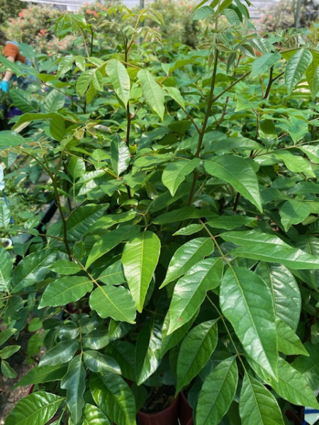 Burdekin Plum (PLEIOGYNIUM TIMORENSE) - Ladybird Nursery