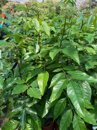 Burdekin Plum (PLEIOGYNIUM TIMORENSE) - Ladybird Nursery