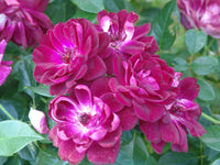 Rose Burgundy Iceberg Standards (Rosa) - Ladybird Nursery