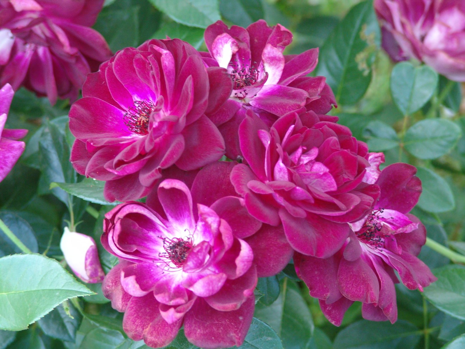 Rose Burgundy Iceberg Standards (Rosa) - Ladybird Nursery