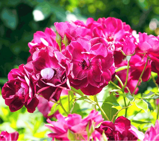 Rose Burgundy Iceberg 2 ft Standards (Rosa)