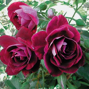 Rose Burgundy Iceberg Standards (Rosa) - Ladybird Nursery