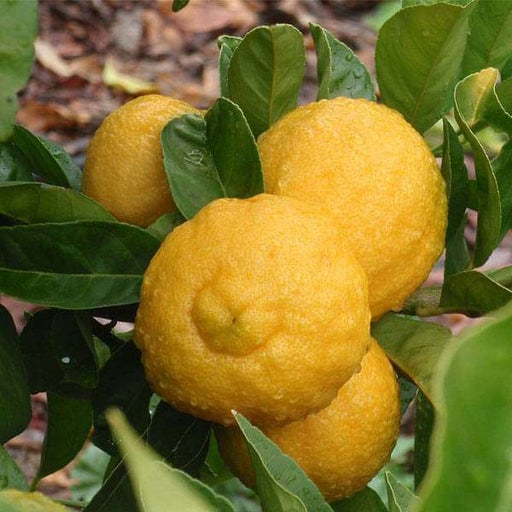 Bush Lemon Fruit Tree – Buy Now! – Ladybird Nursery