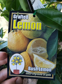 Bush Lemon (QLD Only)
