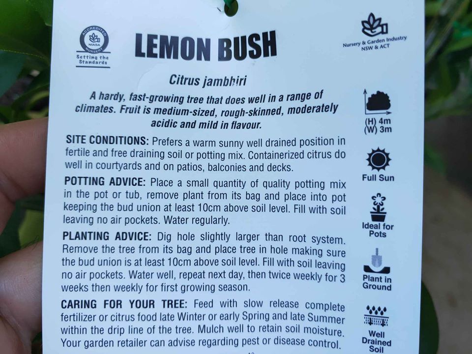 Bush Lemon (QLD Only)