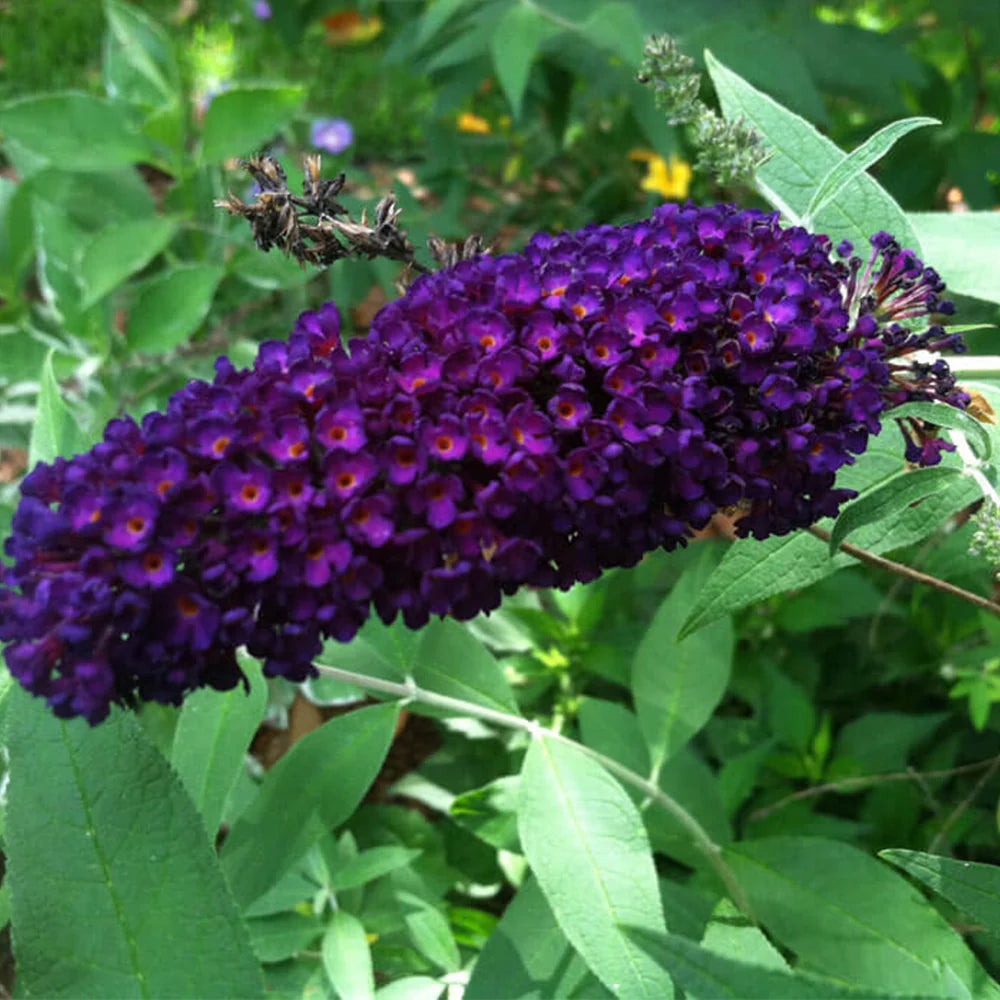 Butterfly Bush Mauve (Buddleja spp.)
