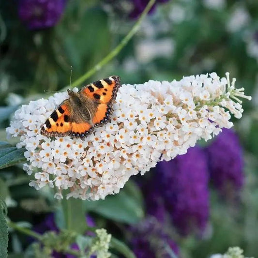 Butterfly Bush Buzz 'Ivory' (Buddleja davidii) - Ladybird Nursery