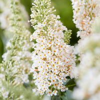 Butterfly Bush Buzz 'Ivory' (Buddleja davidii)