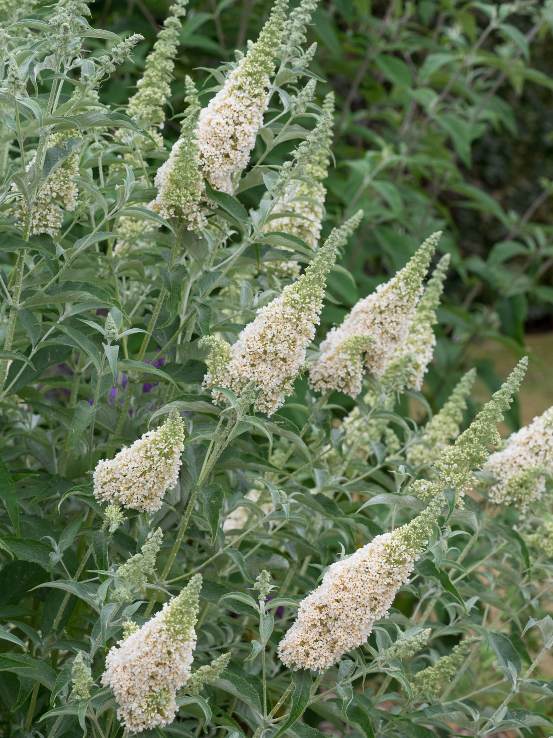Butterfly Bush Buzz 'Ivory' (Buddleja davidii)