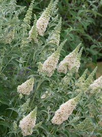 Butterfly Bush Buzz 'Ivory' (Buddleja davidii)