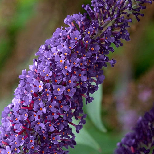 Butterfly Bush 'Midnight' (Buddleja davidii)