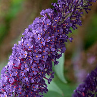 Butterfly Bush 'Midnight' (Buddleja davidii)
