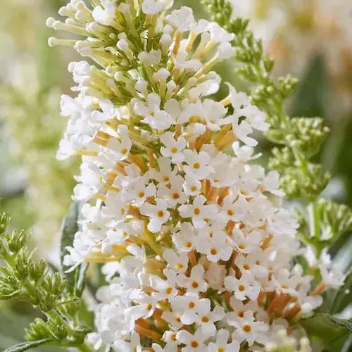 Butterfly Bush 'Candy Little White' (Buddleja davidii) - Ladybird Nursery