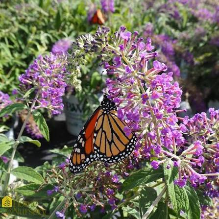 Butterfly Bush ‘Purple Haze’ (Buddleja davidii) - Ladybird Nursery