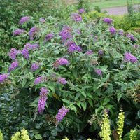 Butterfly Bush ‘Purple Haze’ (Buddleja davidii)