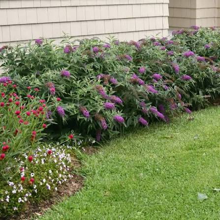Butterfly Bush ‘Purple Haze’ (Buddleja davidii)