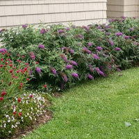 Butterfly Bush ‘Purple Haze’ (Buddleja davidii)