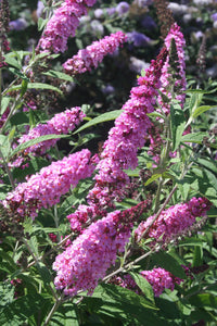 Butterfly Bush 'Buzz Soft Pink' (Buddleja davidii) - Ladybird Nursery