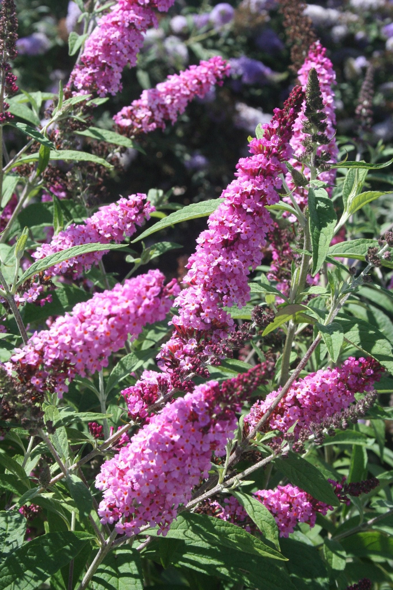 Butterfly Bush 'Buzz Soft Pink' (Buddleja davidii) - Ladybird Nursery