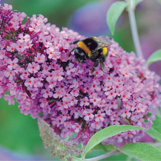 Butterfly Bush 'Buzz Soft Pink' (Buddleja davidii) - Ladybird Nursery