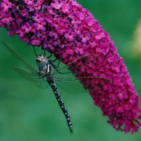 Butterfly Bush 'Royal Red' (Buddleja davidii) - Ladybird Nursery