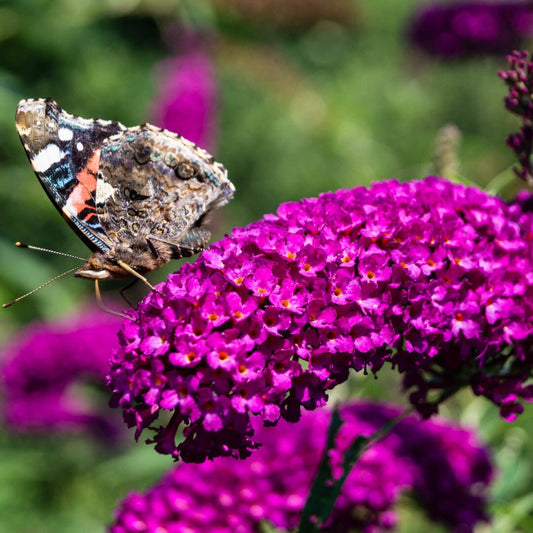 Butterfly Bush 'Royal Red' (Buddleja davidii) - Ladybird Nursery