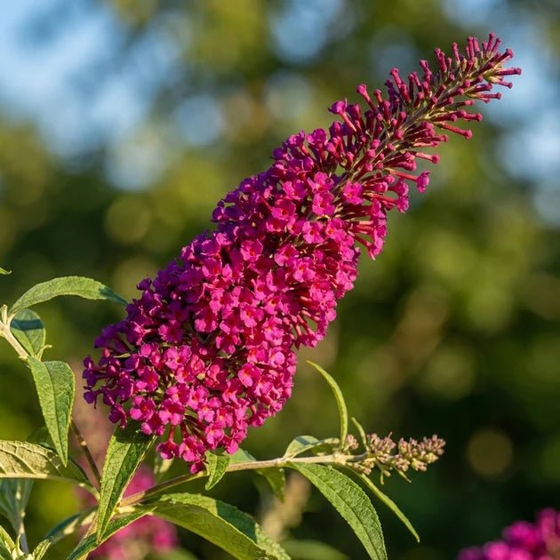 Butterfly Bush 'Royal Red' (Buddleja davidii) - Ladybird Nursery