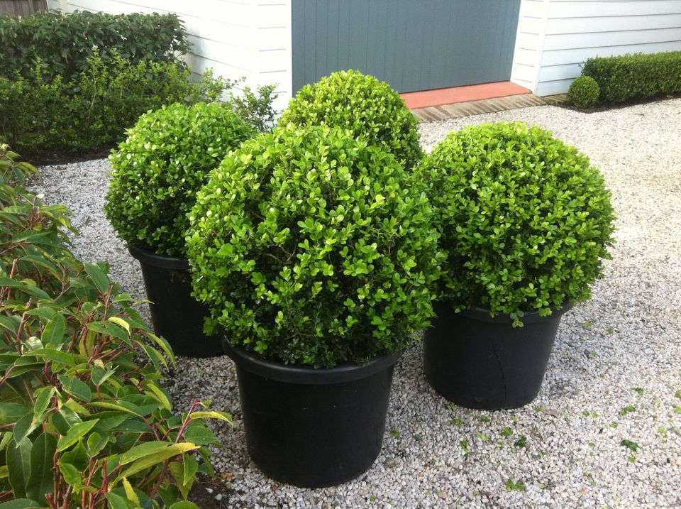 Buxus Balls in 250mm pots - Ladybird Nursery