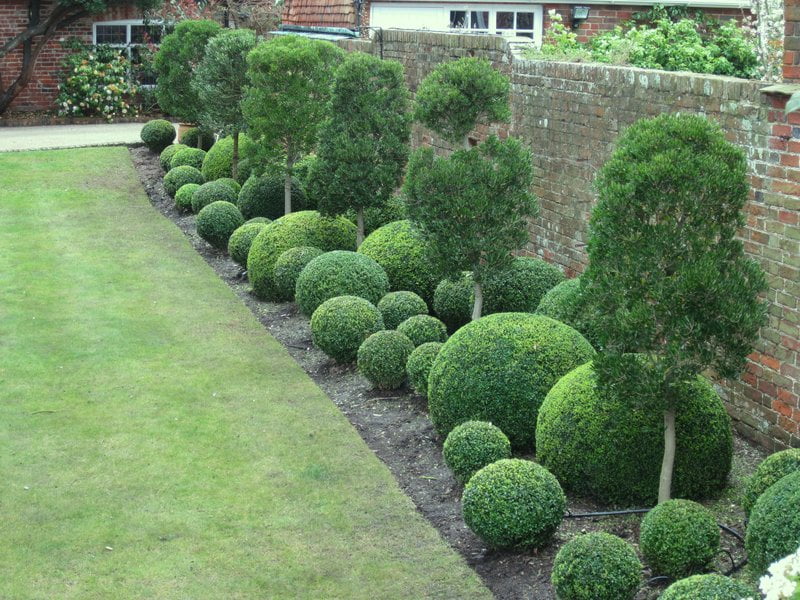 Buxus Balls in 250mm pots - Ladybird Nursery