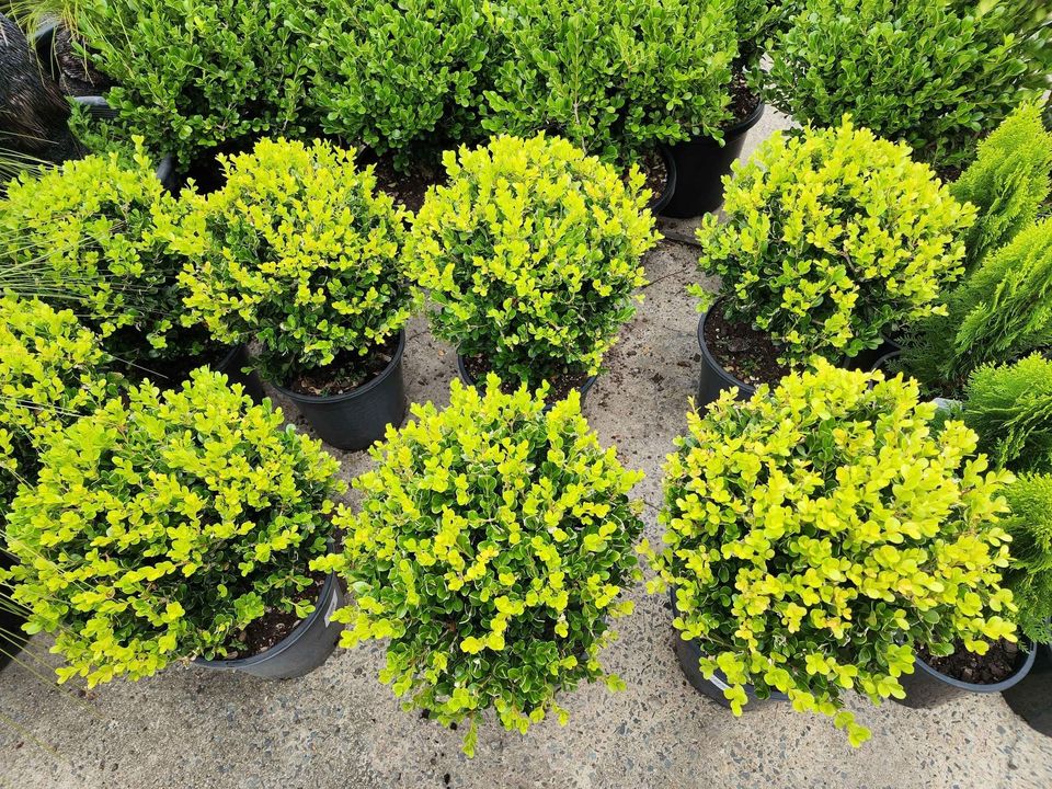 Buxus Balls in 300mm pots - Ladybird Nursery