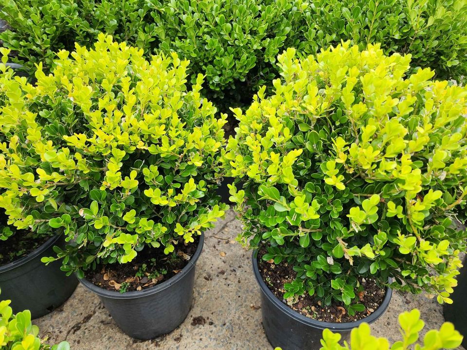 Buxus Balls in 300mm pots - Ladybird Nursery