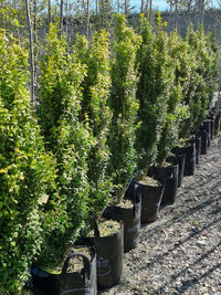 Common Box Emerald Pillar / Graham Blandy (Buxus sempervirens)