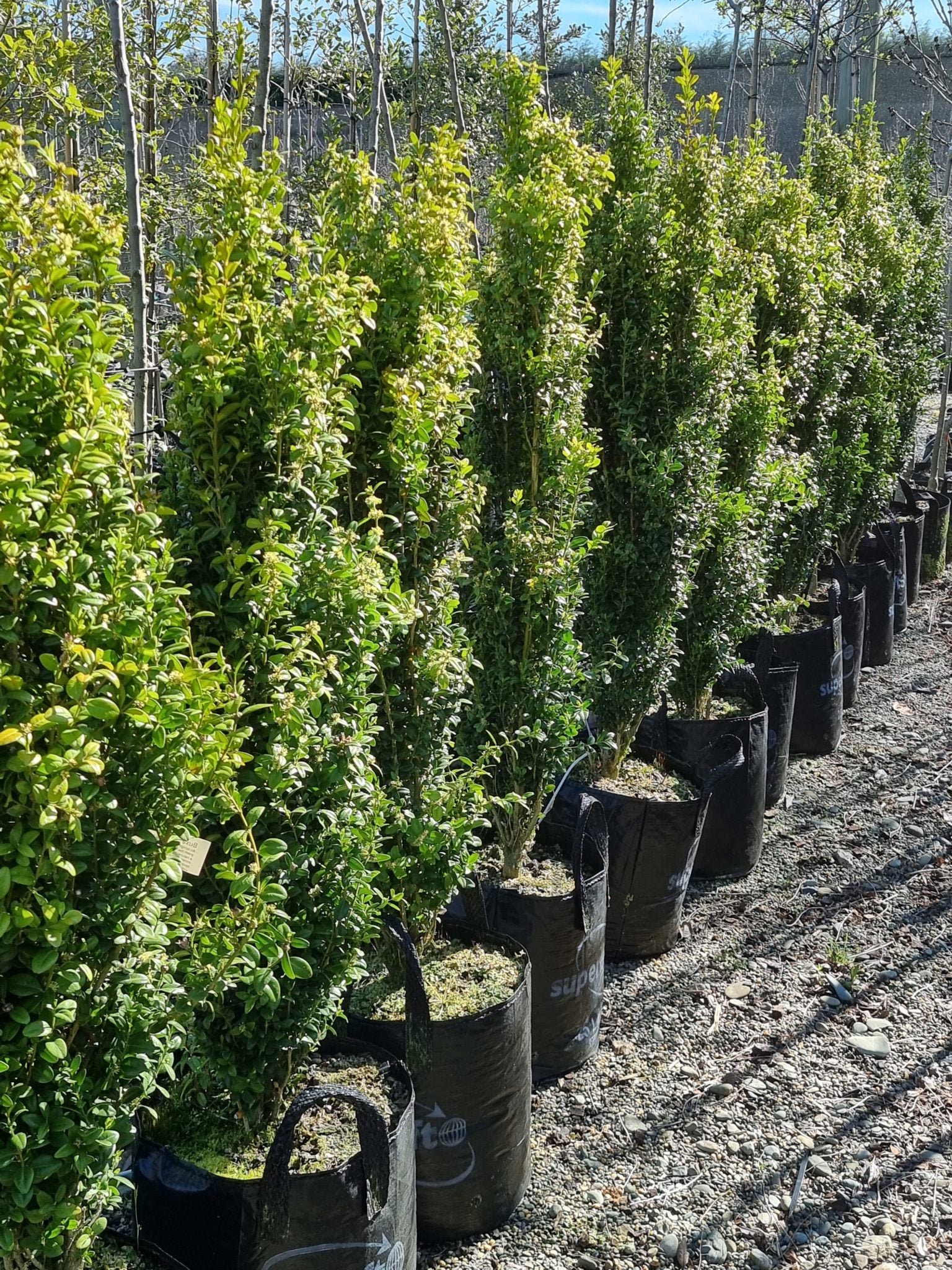 Common Box Emerald Pillar / Graham Blandy (Buxus sempervirens) - Ladybird Nursery