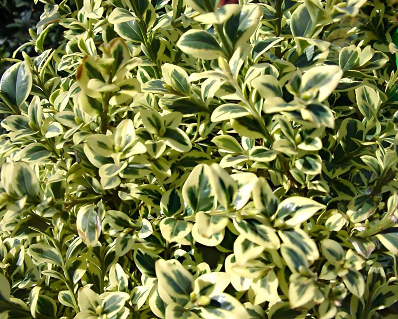Common Box variegata Variegated (Buxus sempervirens)