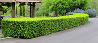 Japanese Box (Buxus microphylla) - Ladybird Nursery