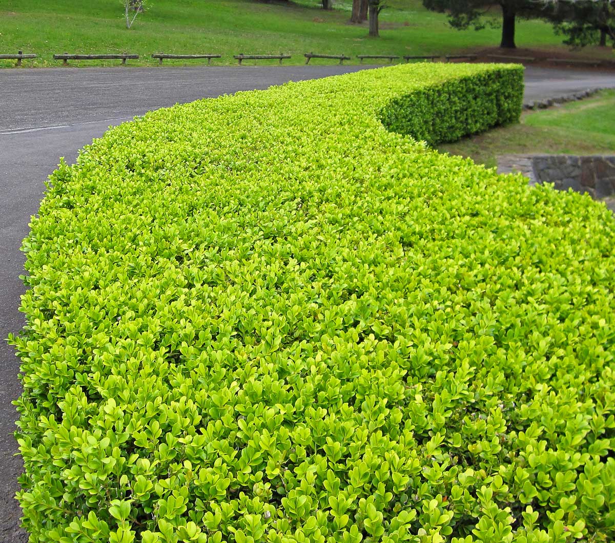Japanese Box (Buxus microphylla)