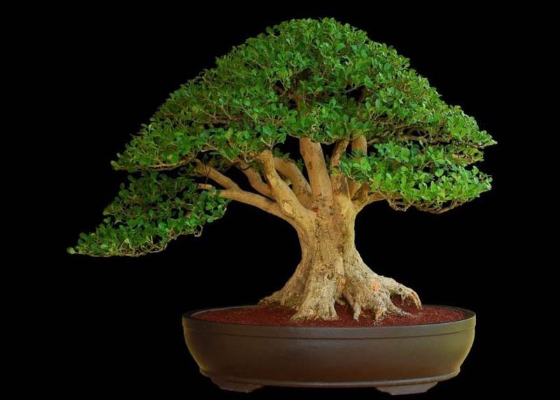 Boxwood Harland Box Bonsai Starter (Buxus harlandii) - Ladybird Nursery