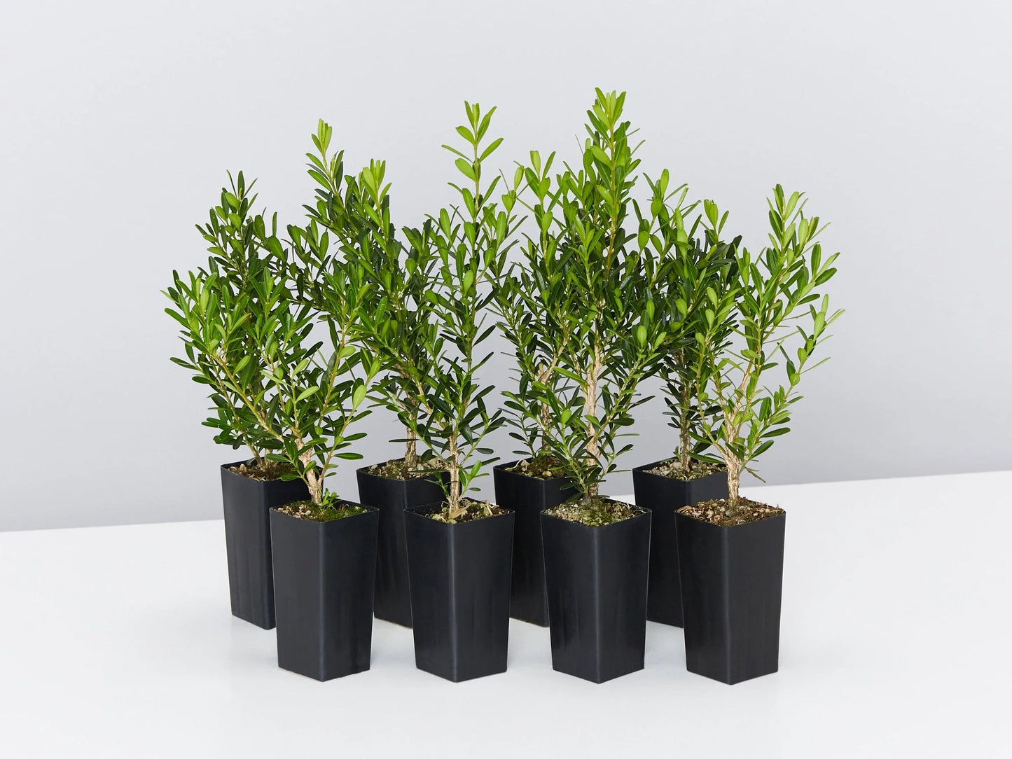 Boxwood Harland Box (Buxus harlandii)