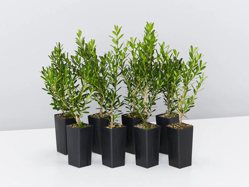 Boxwood Harland Box (Buxus harlandii) - Ladybird Nursery