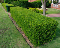 Common Box English (Buxus sempervirens) - Ladybird Nursery