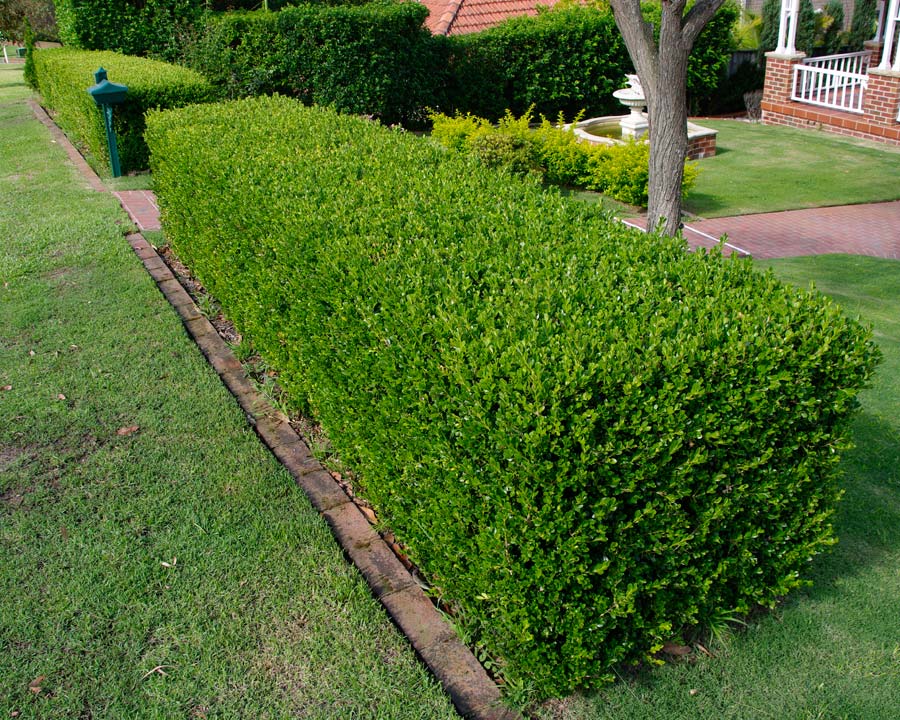 Common Box English (Buxus sempervirens) - Ladybird Nursery