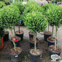 Common Box English Topiary Standards (Buxus sempervirens) - Ladybird Nursery
